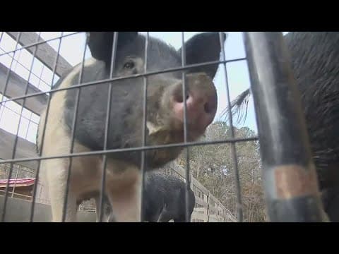 Virginia farm piglets have birthday cake