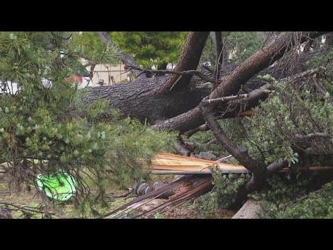 San Diego winter storm knocks down many large trees across county