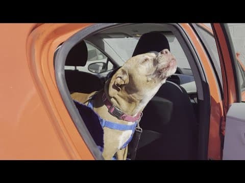 San Diego Humane Society sends dogs to new foster homes to free up space for Pasadena pets