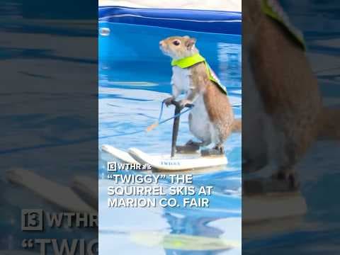 “Twiggy” the squirrel skis at Marion County Fair