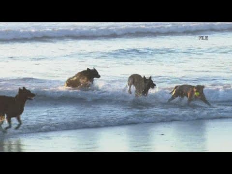 Water contact advisory for Dog Beach in Ocean Beach