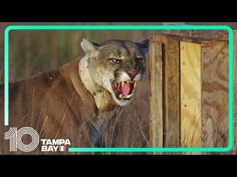 Florida panther killed after being hit by car, marking most deaths since 2016