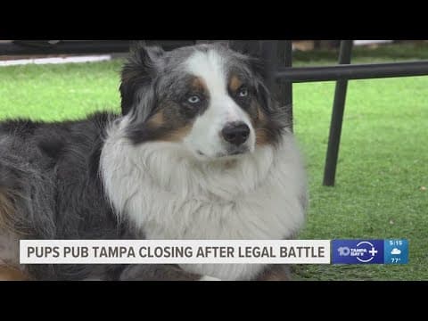 Tampa dog bar closing after legal battle over food hygiene regulations