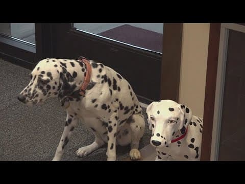 Sevierville Fire Department's dalmation is teaching fire prevention and helping with tough calls