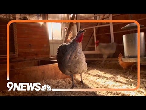 CDC confirms 4 cases of avian flu in Colorado