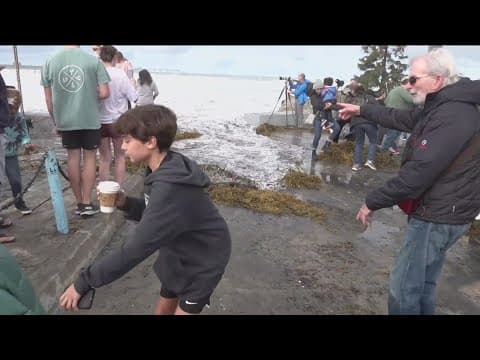 Hundreds of spectators flock to southern California beach for huge waves