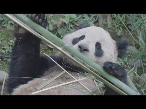 Giant Pandas coming to San Diego Zoo from China