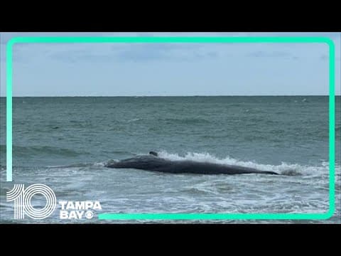 Researchers work to determine what caused a beached whale to die off Venice coast