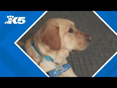 Newest Canine Companion celebrates graduation in Seattle