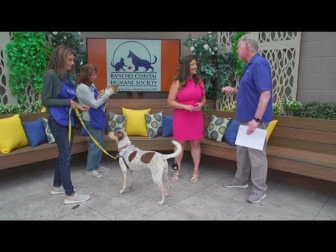 Rancho Coastal Humane Society joins Big Brother live feeds