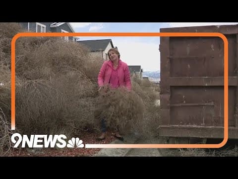 Utah neighborhood overrun by tumbleweeds