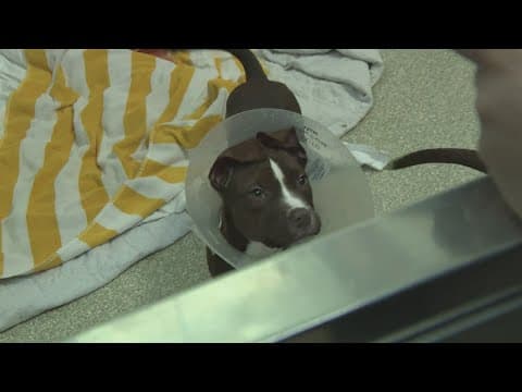 Adoption day held for dogs rescued from barricade
