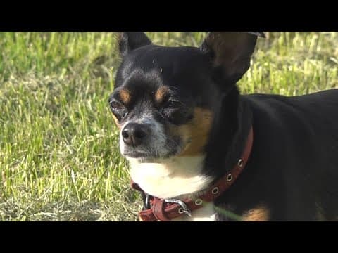 Columbus family upset after mail carrier sprayed dogs