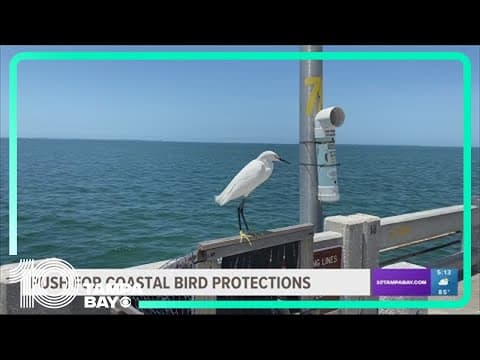 Push continues for coastal bird protections at Skyway Fishing Pier