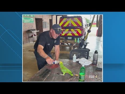 Houston fire station gets surprise visit from feathered friend