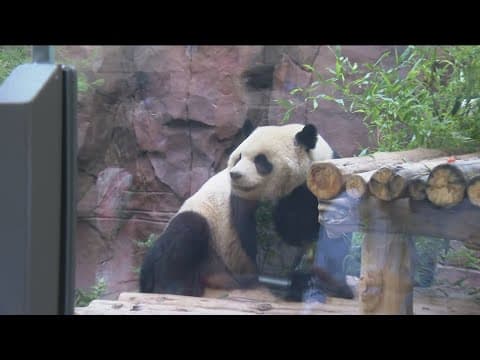 First look | Giant pandas to make their public debut at the San Diego Zoo