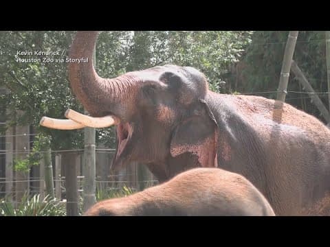 Houston Zoo's Thai celebrates 60th birthday