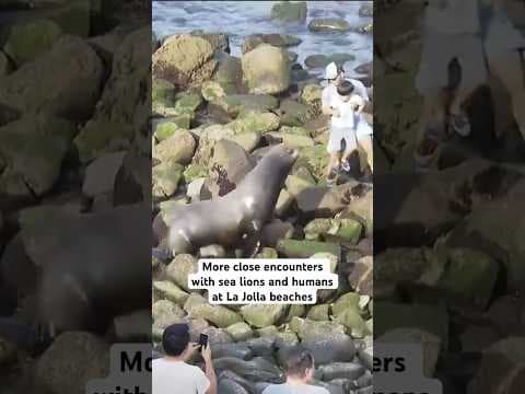More sea lion, human close encounters at La Jolla beaches in San Diego prompt concerns