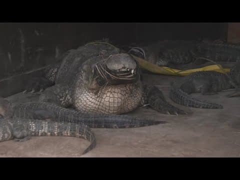Gov. Greg Abbott tells state to prepare for Hurricane Beryl, Texas gator farm makes preparations