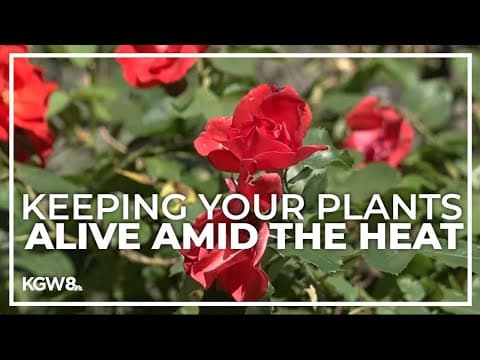 Here’s how to keep your plants alive during a heat wave