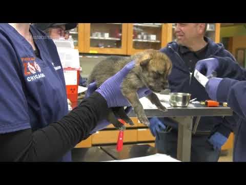 Wolf pups born at Chicago zoo nurtured for release to den