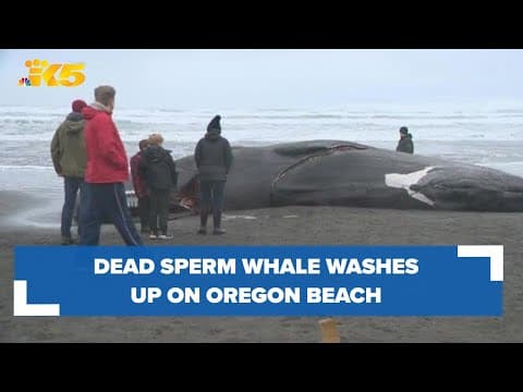 Dead whale washes up on Oregon beach