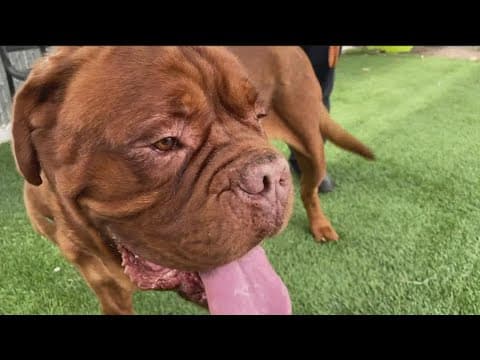 Law enforcement searching for owners of dog found with chain embedded in his neck