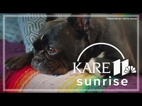 St. Paul woman offers reward for missing dog after stolen during a walk