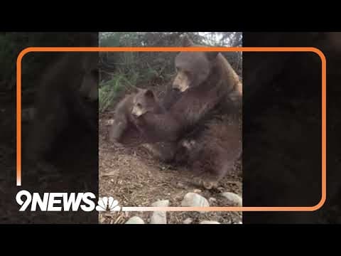 9NEWS viewer captures adorable exchange between a momma bear and her cubs in Steamboat Springs