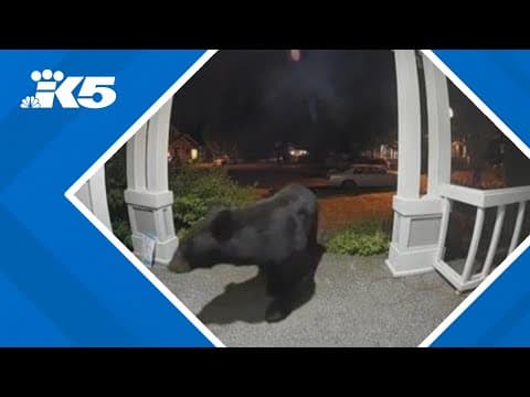 Black bear prowls porch in Renton