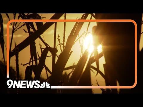 Oda al maíz: El contexto histórico detrás de su significado cultural