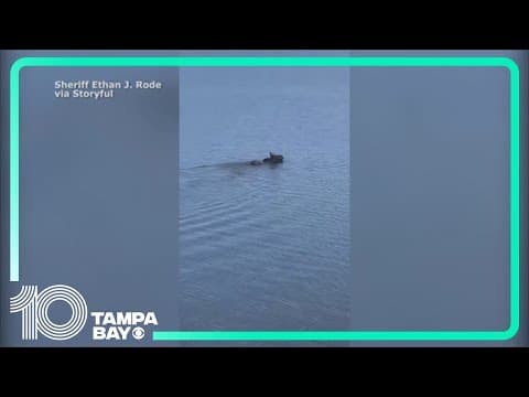 Can moose swim? One takes a dip in North Dakota's Pelican Lake