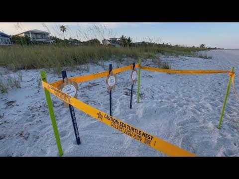 Sea turtle patrol to begin Tuesday on Anna Maria Island ahead of nesting season