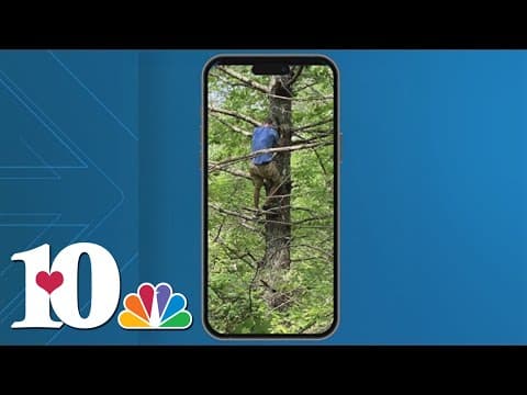 CCSO: Man climbs 20 feet up a tree trying to escape Cocke Co. deputies, arrested on felony warrants