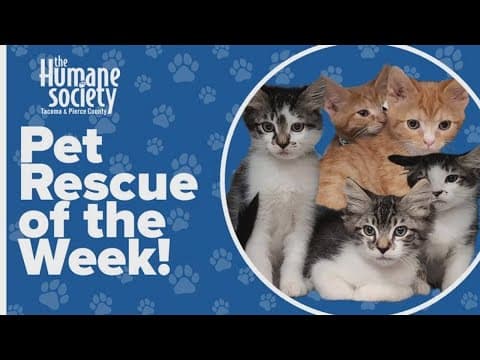 Pet Rescue of the Week: Hayden, Huxley, Hedwig, Pasta and Orzo