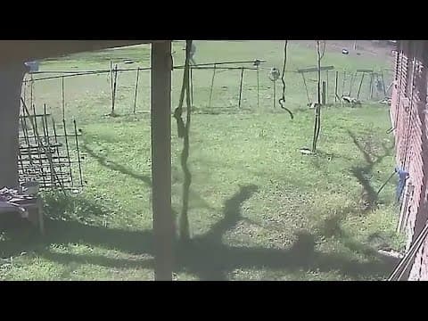 Caught on camera | Man accused of abusing, killing family's animals in east Harris County