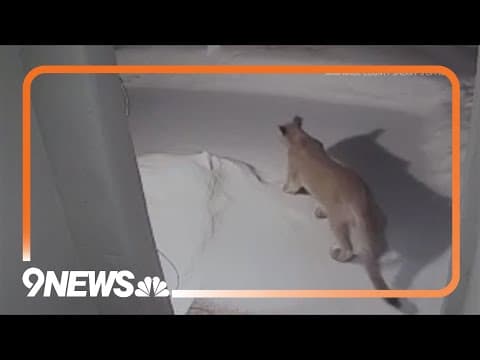 Mountain lion spotted in Arapahoe County