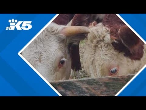 Beef cattle shot to death on family's rented property in rural King County