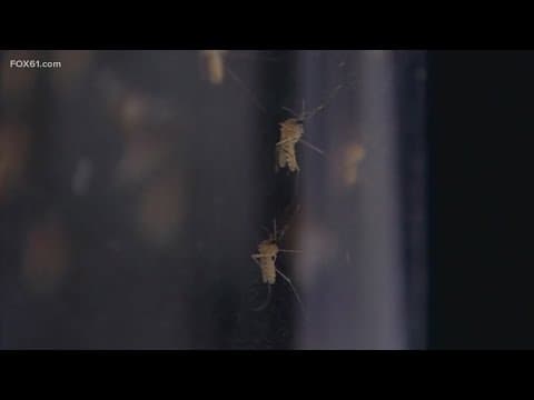 Oropouche virus confirmed in the United States