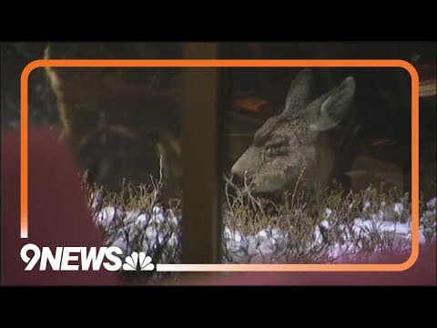 Corky Scholl's stories | Colorado church has special visitors