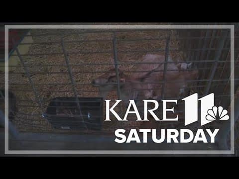 Minnesota Zoo welcomes springtime babies to the farm