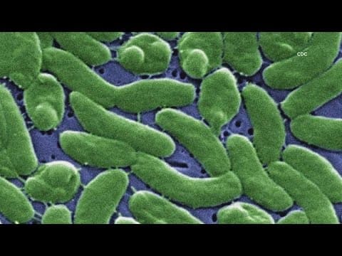 4 dead from flesh-eating bacteria in Florida