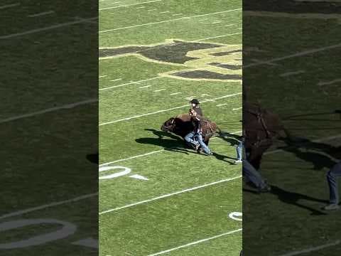 Colorado Buffalo Ralphie VI runs at halftime of Utah game at Folsom Field