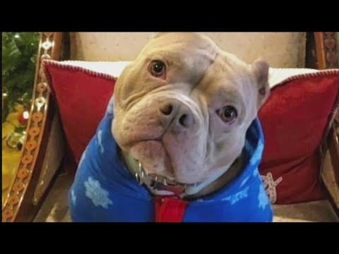 March Meowness | Meet the pets who have entered