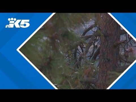 Trump order requires 60% of US national forests be used for logging