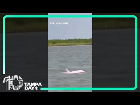 Rare pink #dolphin recorded by man in #Louisiana fishing trip