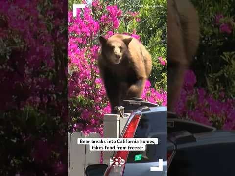 Bear breaks into California homes, takes food from freezer
