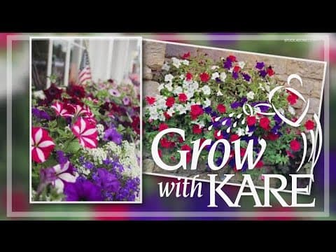 Grow with KARE: Red, white and blue container gardens