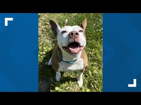 Pets of the Week: 6-28-2025