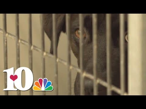 Knox County Commission discusses whether to let Young Williams respond to animal control calls